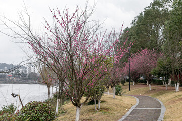 The plum blossoms on the roadside in the park opened, and the whole tree was red