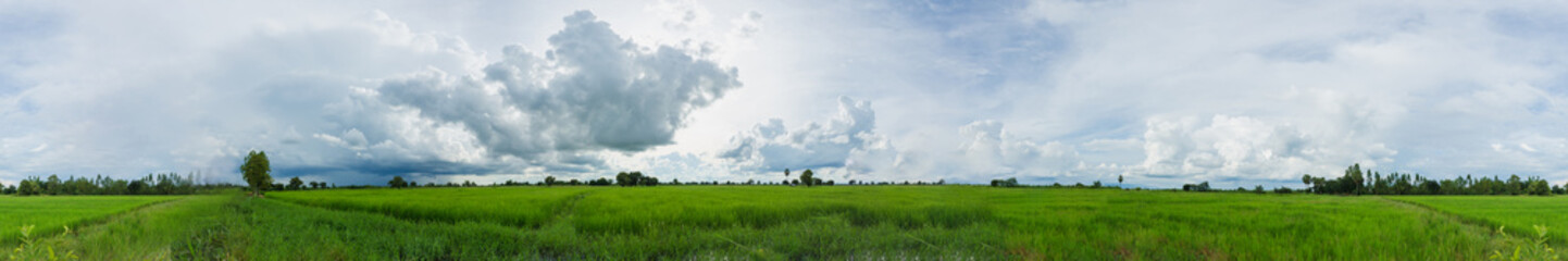 Clouds over green rice fields