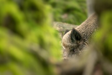 Nice portrait of wild boar in the forest. Eurasian wild pig in its natural habitat with smooth green background. Pig looking into the camera through the gap in the rock in Neuschönau, Germany.