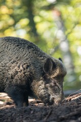 Nice portrait of wild boar in the forest searching for food. Eurasian wild pig in its natural habitat with smooth green background. Wild boar digging in the mud in Neuschönau, Germany.