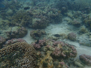 インドネシア　カナワ島の珊瑚と魚