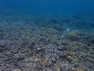 インドネシア　カナワ島の珊瑚と魚