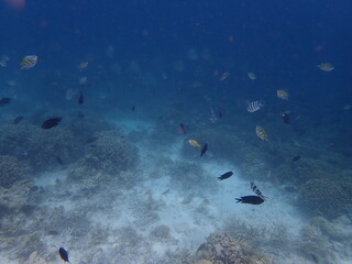 インドネシア　カナワ島の珊瑚と魚