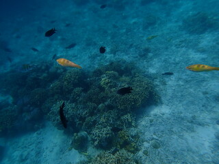 インドネシア　カナワ島の珊瑚と魚