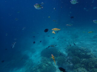 Fototapeta na wymiar インドネシア　カナワ島の珊瑚と魚