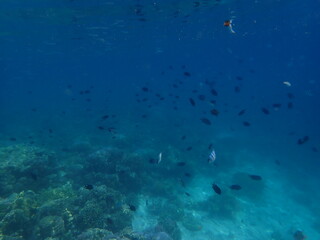 Naklejka na ściany i meble インドネシア　カナワ島の珊瑚と魚