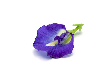 Clitoria ternatea L or Pea flower,  Butterfly Pea flowers isolate on white are Blue to purple. It...