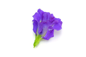 Clitoria ternatea L or Pea flower,  Butterfly Pea flowers isolate on white are Blue to purple. It is an herb that contains anthocyanin that helps nourish hair roots, dissolve blood clots.