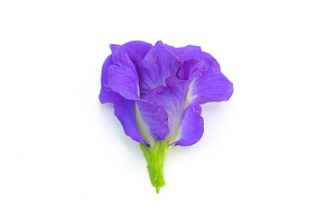 Clitoria ternatea L or Pea flower,  Butterfly Pea flowers isolate on white are Blue to purple. It...