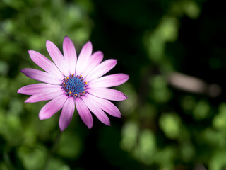 Obraz premium Flower