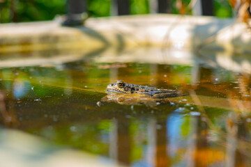 there is a big frog in the water