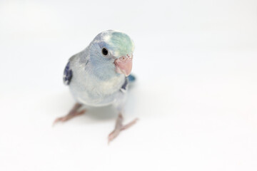 Cute Baby Pacific Parrotlet, Forpus coelestis, perched against white background