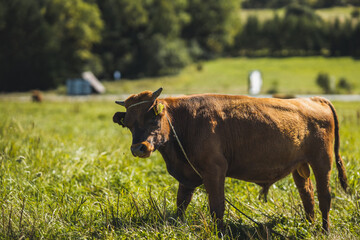 young brown calf on a meadow in sunny day