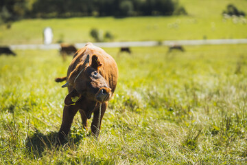 young brown calf on a meadow in sunny day
