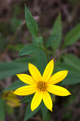 bright yellow topinambur flower in early fall