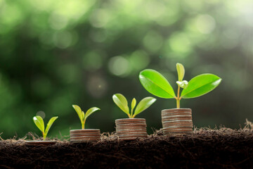 Plant growing step on coins. concept finance and accounting. The coins are stacked on the ground and the seedlings are growing on top. Saving money and financial and business growth concept.