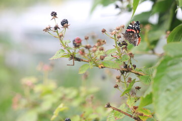 blackberry bushes