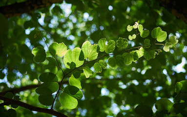 green leaves in the sun