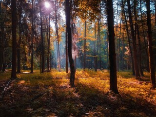 Sunny morning in the autumn forest. Yellow leaves on the trees in the woods. The sun's rays shine through the branches of the trees.