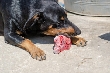 An old female Doberman pinscher chews on a bone outside. Senior