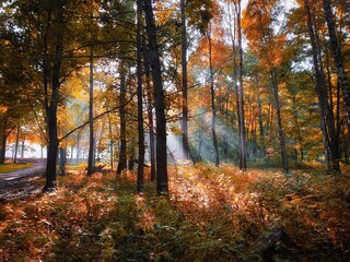 Sunny morning in the autumn forest. Yellow leaves on the trees in the woods. The sun's rays shine through the branches of the trees.