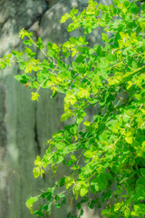 Fototapeta premium 円光寺