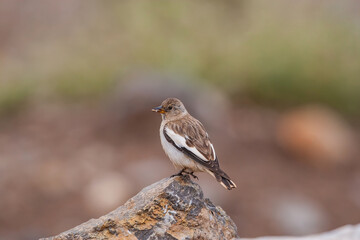 White-winged Snowfinch (Montifringilla nivalis) perched on rock, posterior profile.