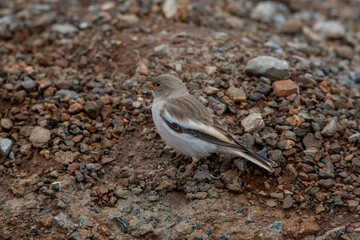 White-winged Snowfinch (Montifringilla nivalis), perched on an earthen cliff, full square side profile.