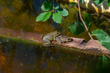 little gray frogs sit on the board