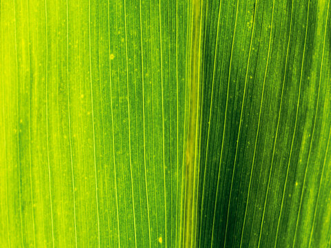 a corn leaf texture - macro