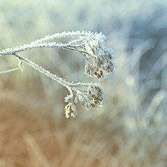 Wild meadow flowers with hoarfrost. Winter scene. Copy space