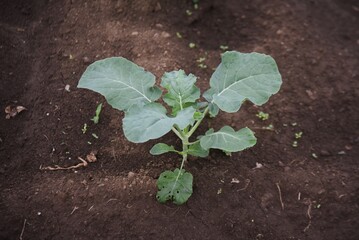 A farmer planting broccoli seedlings. Autumn farming scene. 
