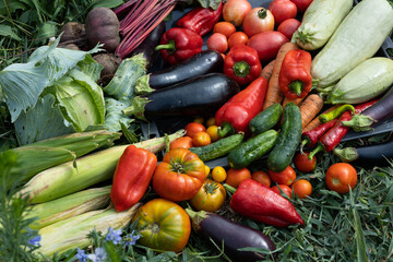 Harvest of vegetables