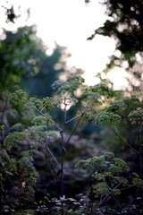 Fleur sauvage au coucher du soleil - nature biodiversit&eacute;
