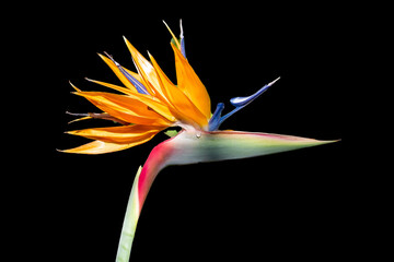 bird or paradise