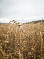 wheat field (spike of wheat)