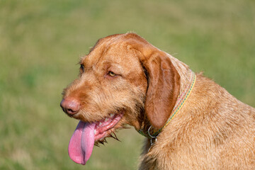 portrait of a Wire Haired Vizsla