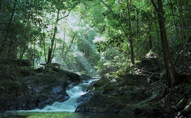 Obraz premium waterfall in the forest