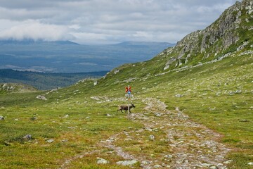 Fototapeta na wymiar A young reindeer on a path on the ridge of Mount Ånnfjället in northern Sweden