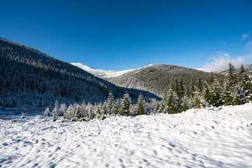 Fototapeta na wymiar Carpathian mountains and hills with snow-white snow drifts and evergreen trees illuminated by the bright sun