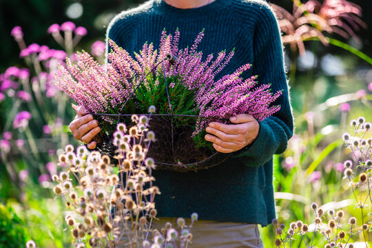 A woman holding a basket of heather plants.