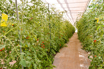 トマトがいっぱい