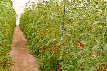 ミニトマトの農園