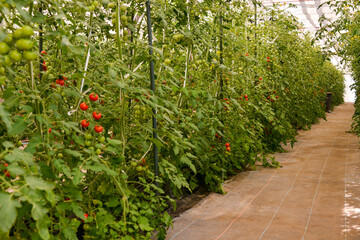 トマトのハウス栽培（斜め）