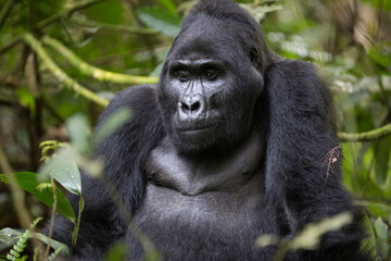 Obraz premium Adult mountain gorilla in it natural african habitat