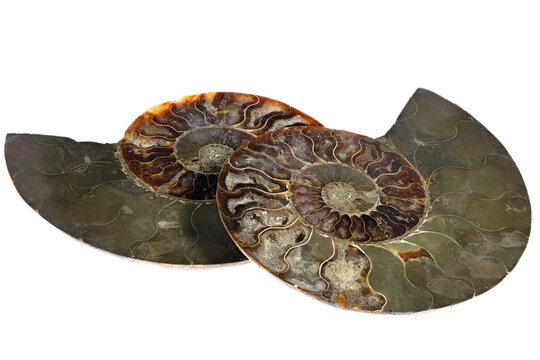 half cut ammonite from Madagascar isolated on white background