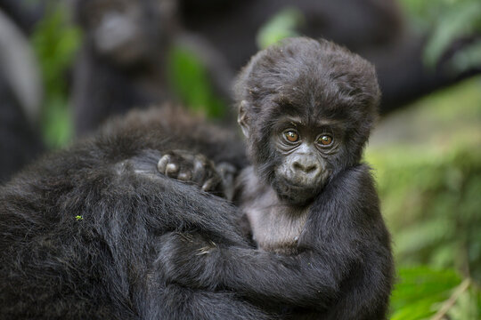 Free ranging baby mountain gorilla with mother