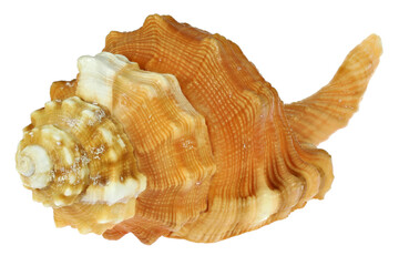 pear triton (Cymatium pyrum) from Bohol, Philippines isolated on white background