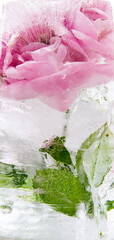 Pink roses encased in ice;  Pink roses frozen in ice with interesting ice crystal patterns