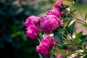 Dark pink peony flowers bloom in the garden; Fresh, beautiful, peony buds opening in the spring